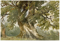 Elizabeth Middleton Powell, Oak Tree near Kenilworth, Sir Walter Scott – 1868 watercolour painting