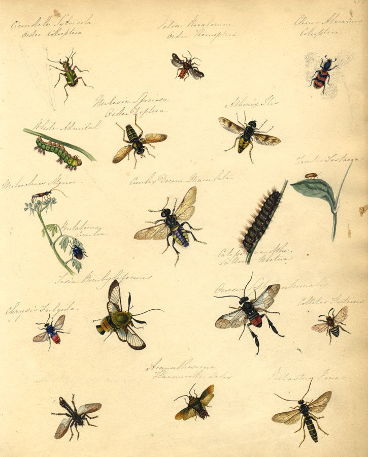 Thwaites, Insect Studies: Beetle, Wasp, Moth, Fly, Caterpillar – 1814 painting