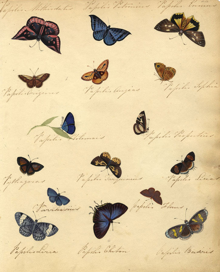 Thwaites, Sheet of Butterfly Studies – Original 1814 watercolour painting