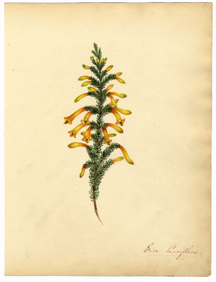 Thwaites, Erica Curviflora Studio di fiori di erica – acquerello del 1814