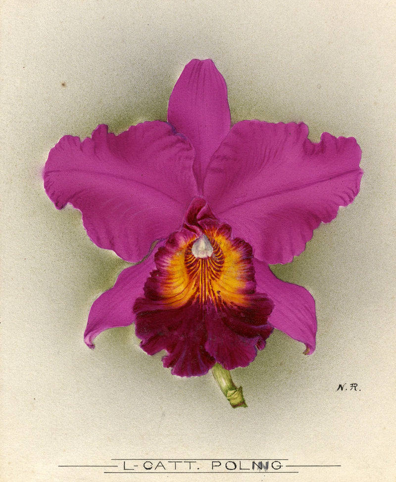 Nellie Roberts, L-Catt. Poling Orchid Flower – 1918/1939 watercolour painting