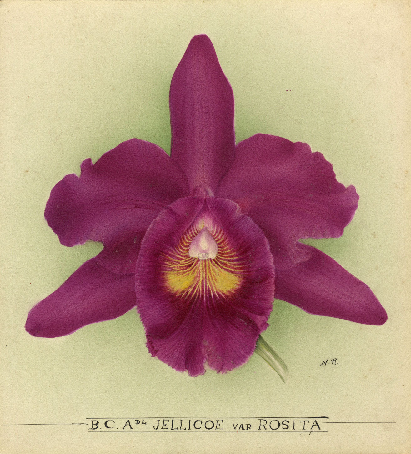 Nellie Roberts, BC Admiral Jellicoe var Rosita Orchid c1930 watercolour painting
