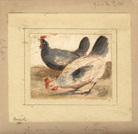 Attribuzione di Marmaduke Cradock, Polli – Incisione acquerellata del XVII secolo