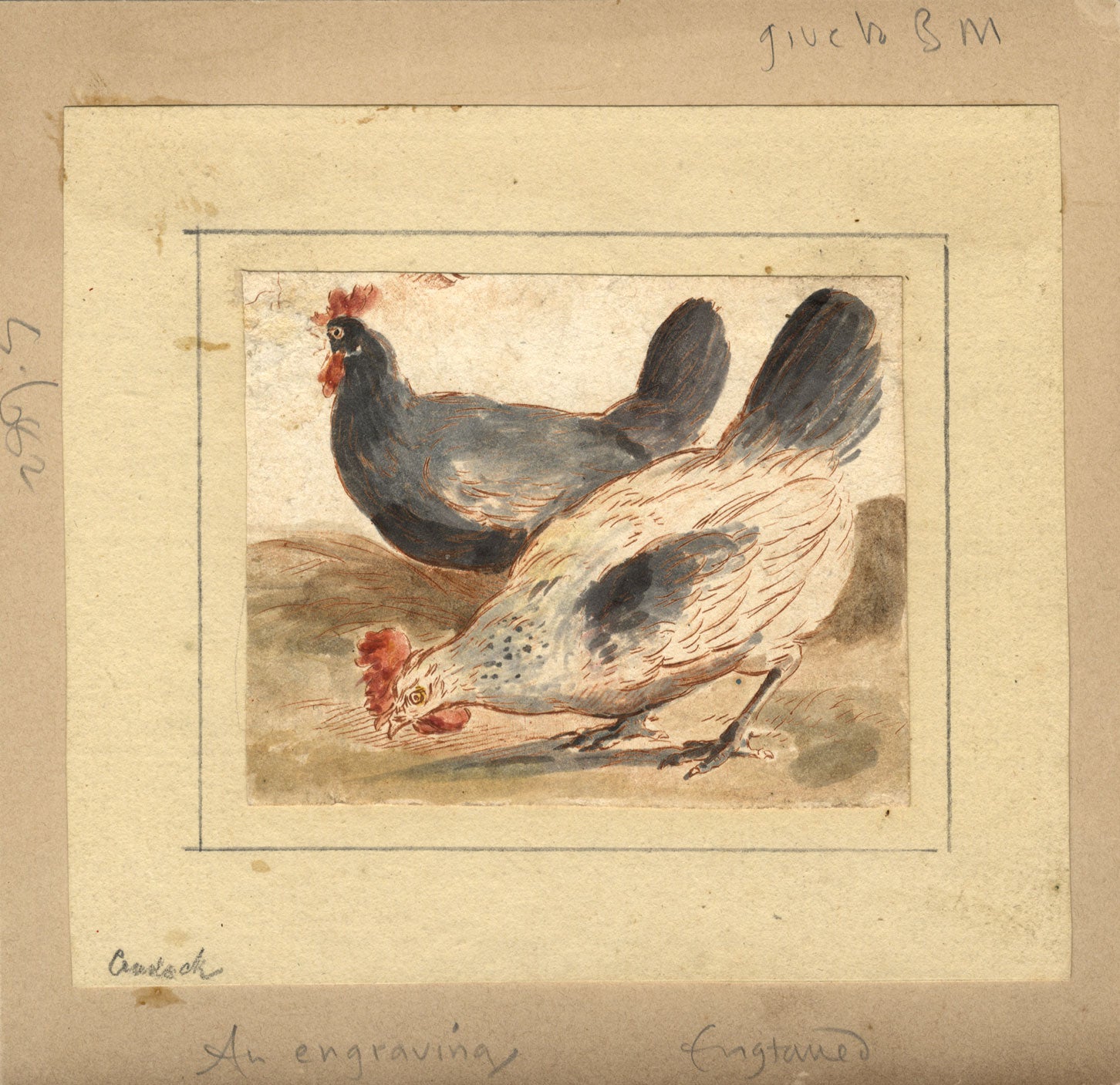 Attribuzione di Marmaduke Cradock, Polli – Incisione acquerellata del XVII secolo