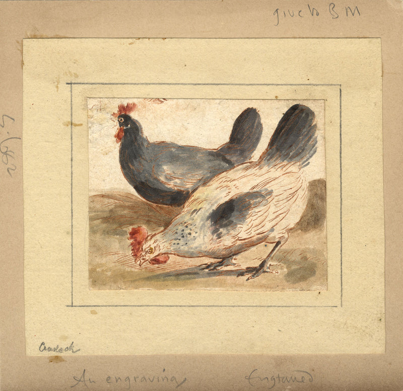 Attribuzione di Marmaduke Cradock, Polli – Incisione acquerellata del XVII secolo