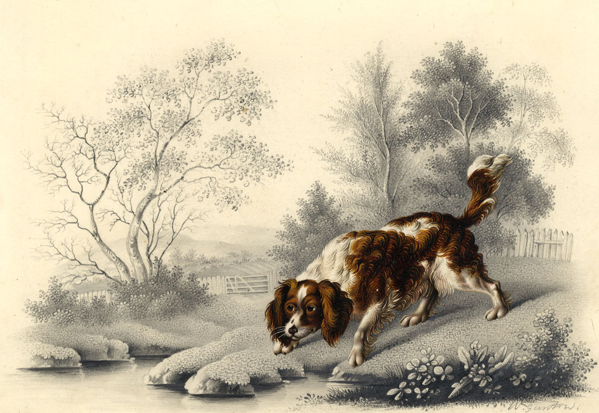 William Gunton, Springer Spaniel Dog by Water – Early 19th-century watercolour