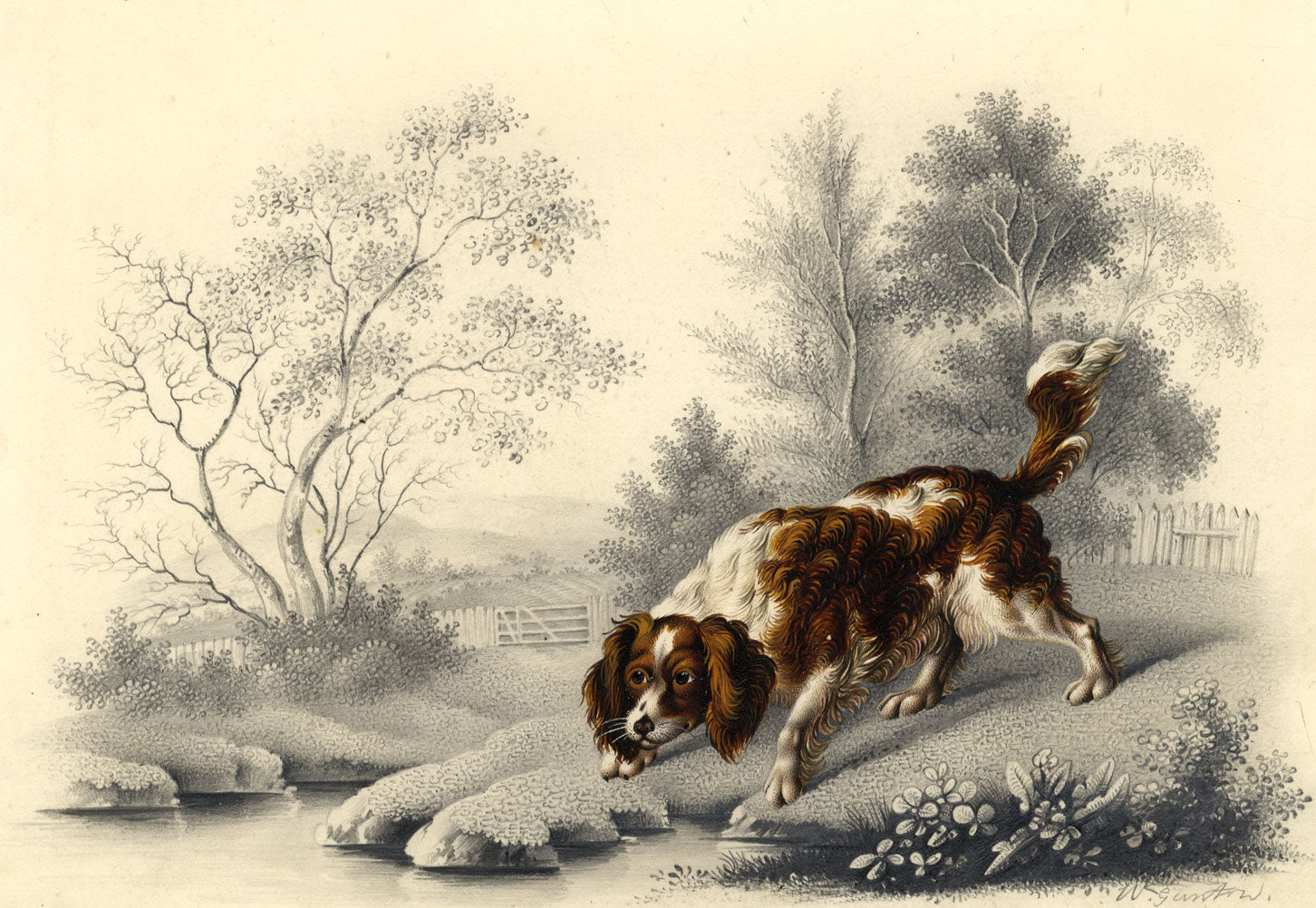 William Gunton, Springer Spaniel Dog by Water – Early 19th-century watercolour