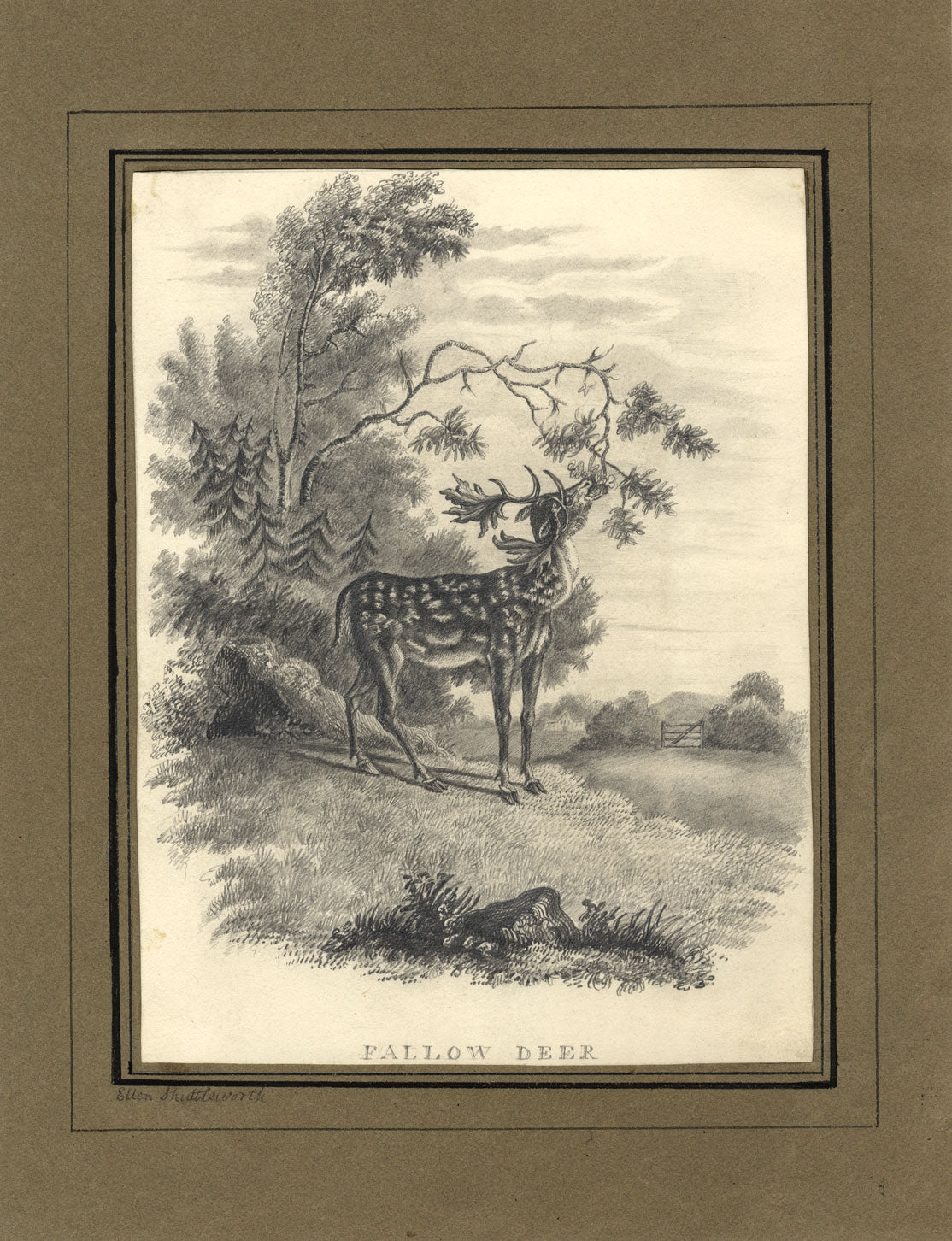 Ellen Shuttleworth, Fallow Deer – Original early 19th-century graphite drawing