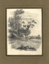Ellen Shuttleworth, Fallow Deer – Original early 19th-century graphite drawing