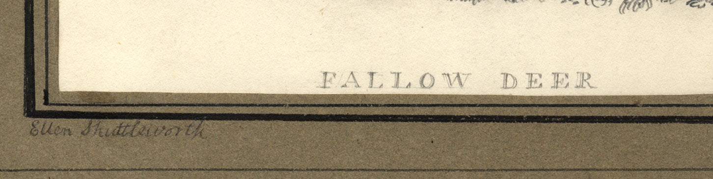 Ellen Shuttleworth, Fallow Deer – Original early 19th-century graphite drawing