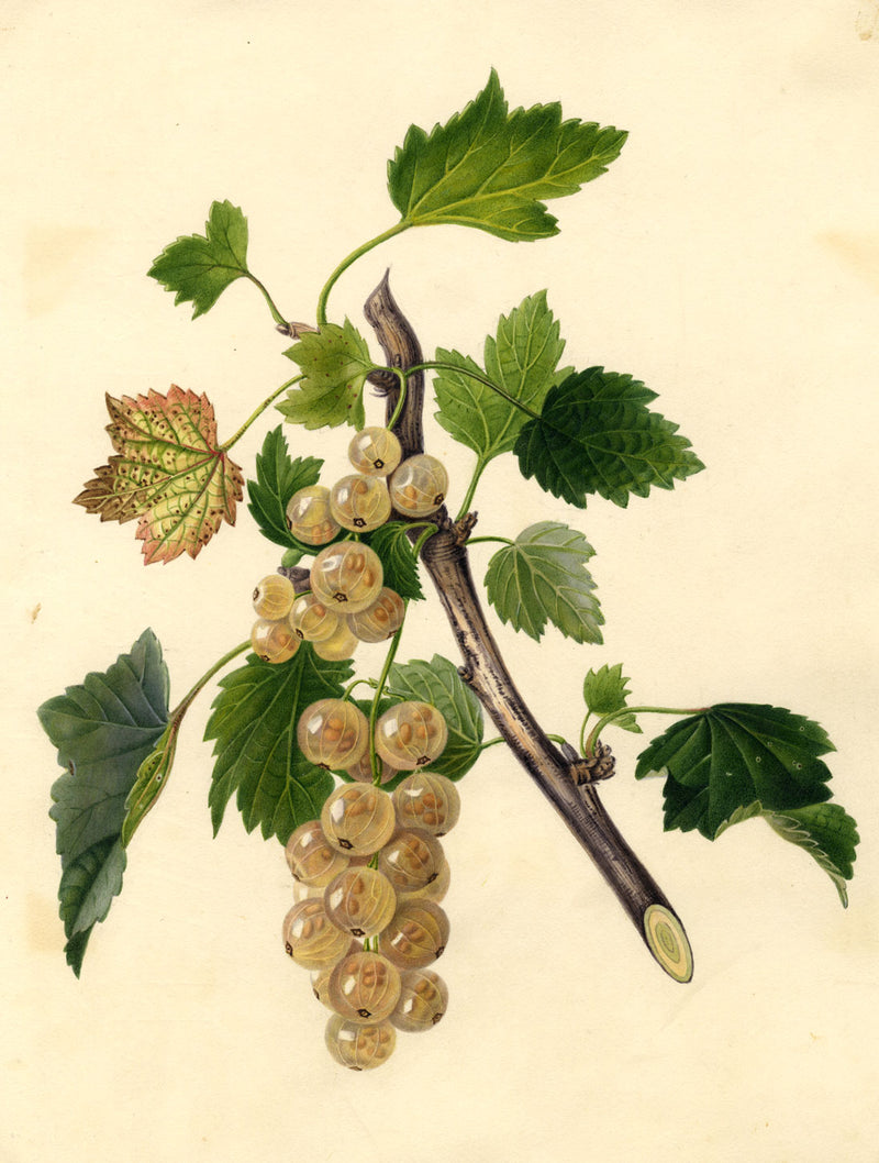 Whitecurrants on Branch – Original early 19th-century watercolour painting