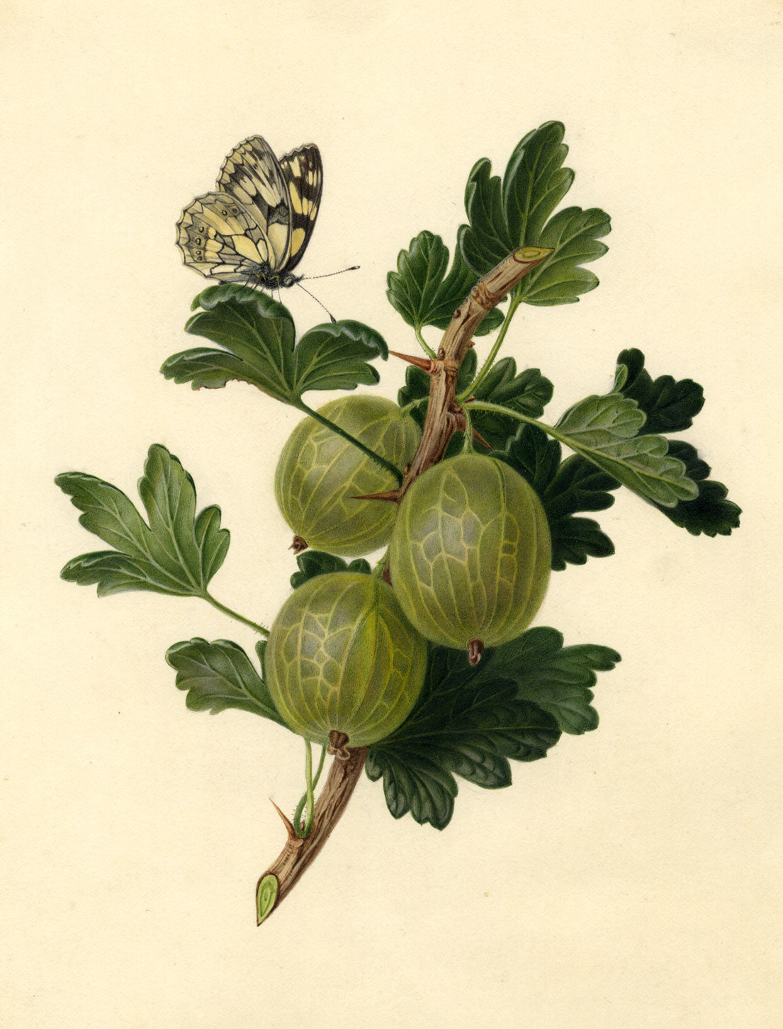 Gooseberry Branch with Butterfly – Early 19th-century watercolour painting