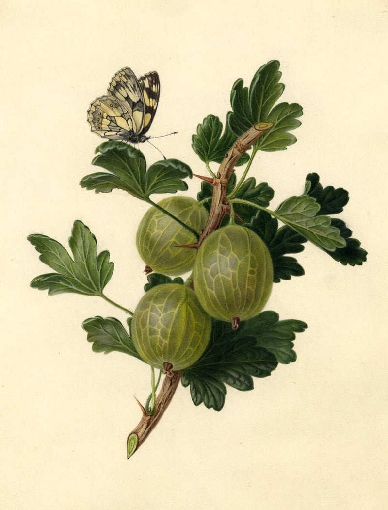 Gooseberry Branch with Butterfly – Early 19th-century watercolour painting