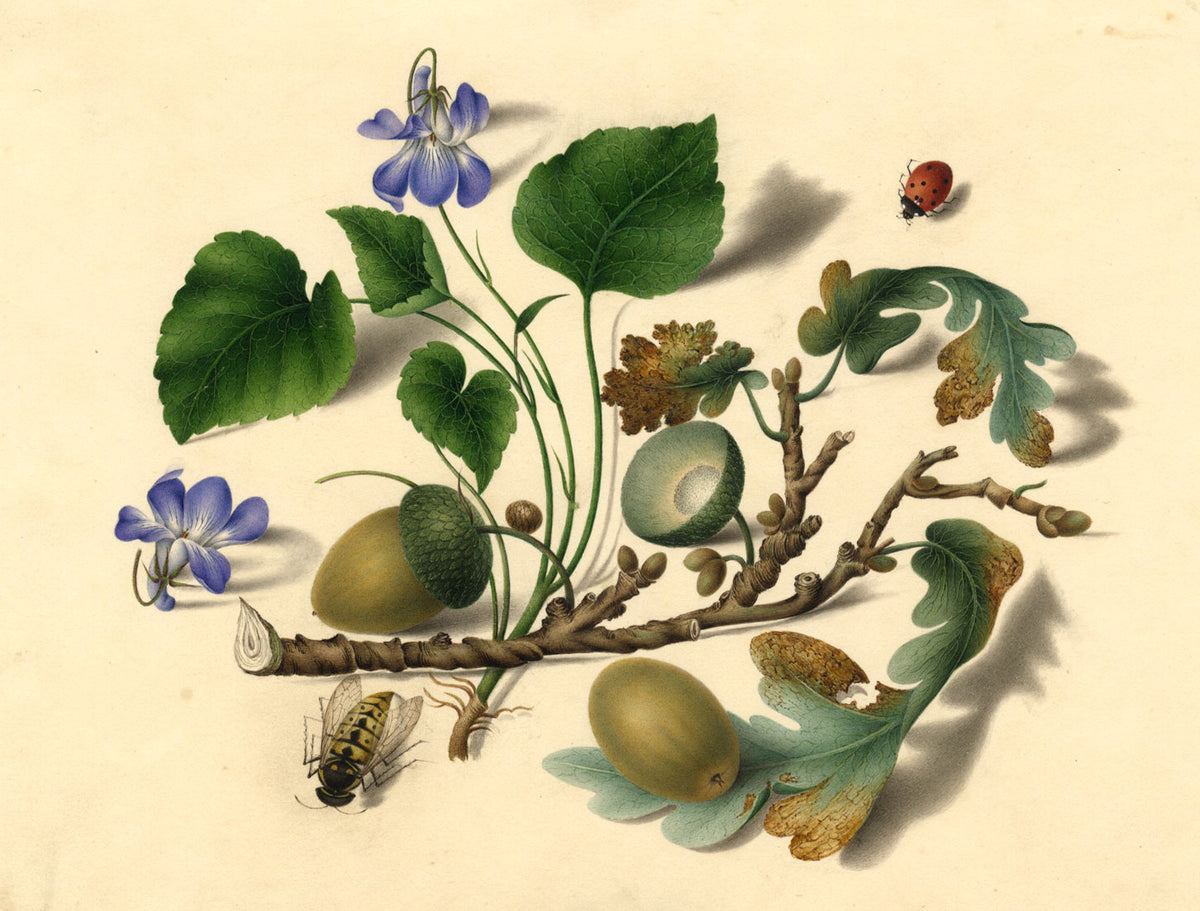 Oak Twig with Acorns, Ladybird & Wasp – Early 19th-century watercolour painting