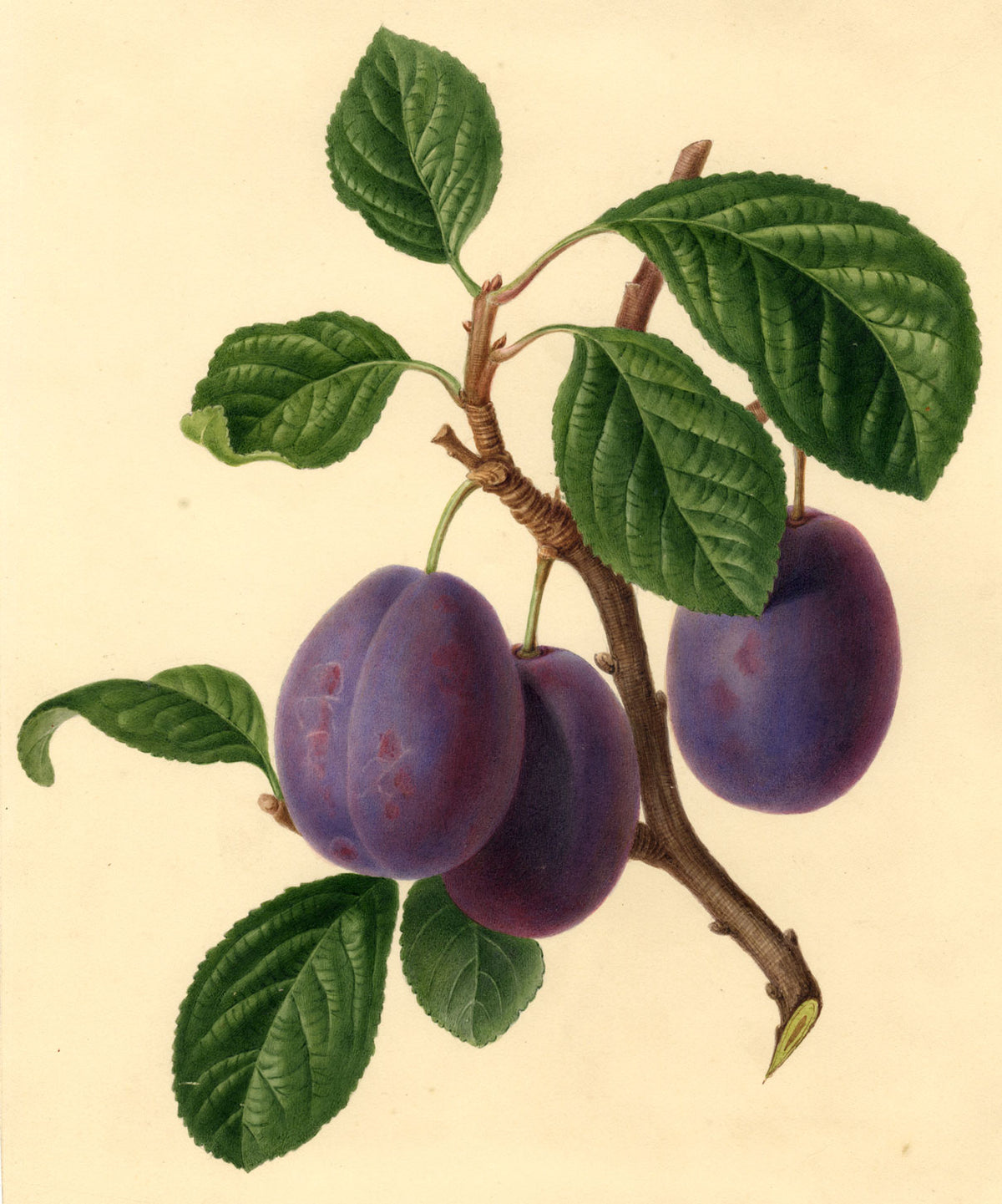 Damson Plums on Branch – Original early 19th-century watercolour painting