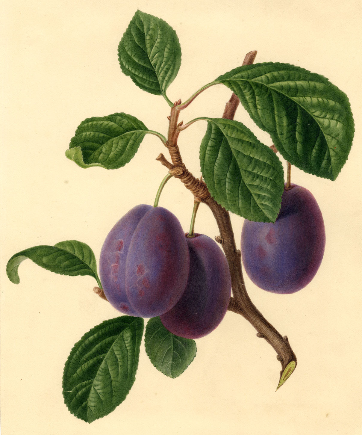 Damson Plums on Branch – Original early 19th-century watercolour painting