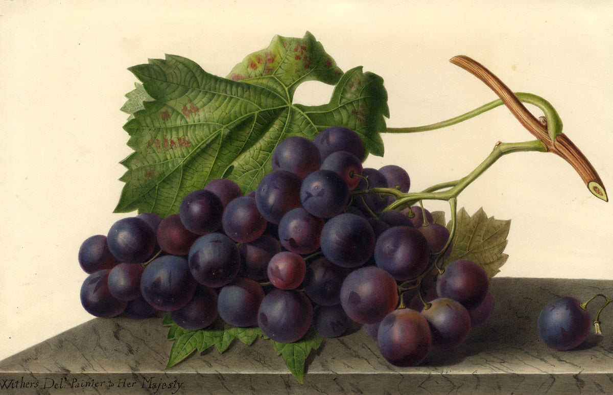 Augusta Innes Withers, Grape Still Life –Early 19th-century watercolour painting