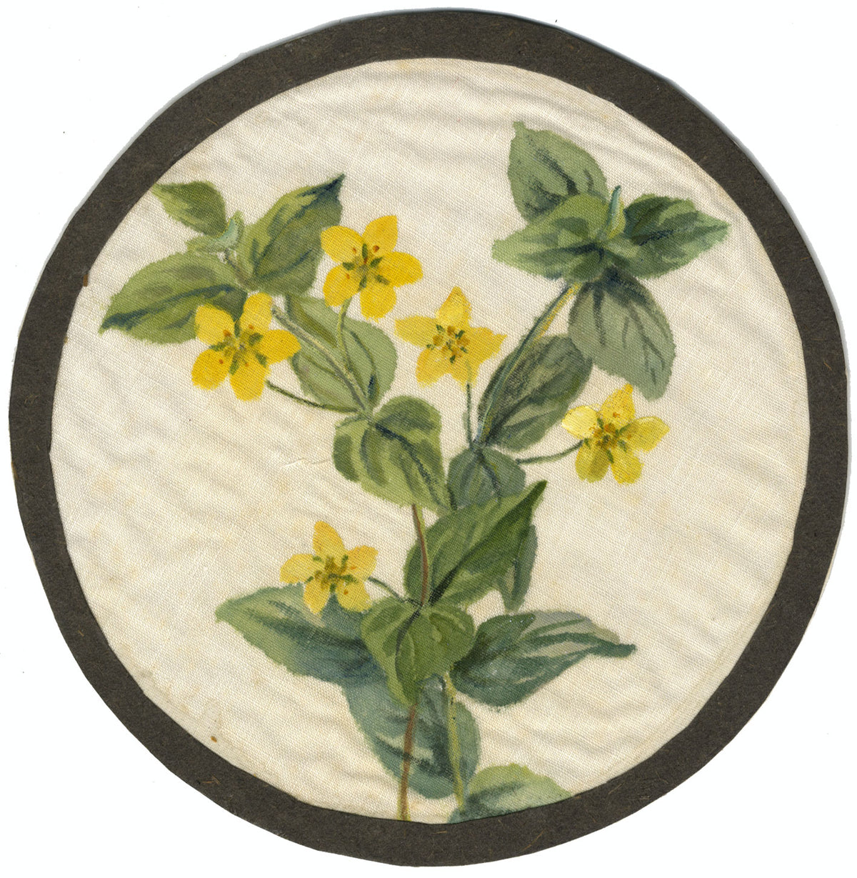 St John's Wort Flower – early 20th-century watercolour painting on linen gauze
