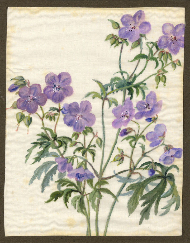 Wood Crane's-bill Flower –early 20th-century watercolour painting on linen gauze