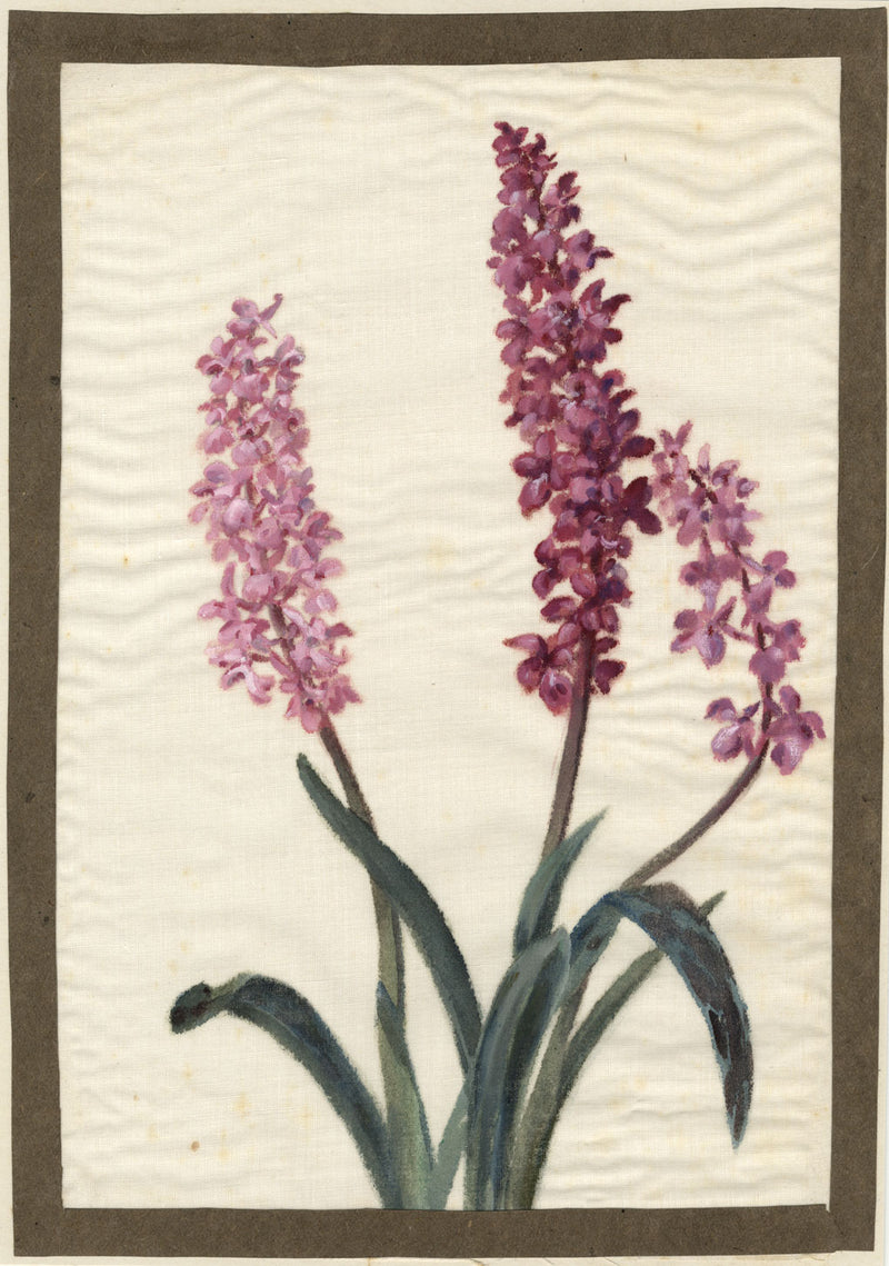 Northern Marsh Orchid Flower – early 20th-century watercolour on linen gauze