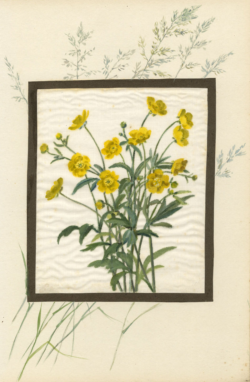 Greater Spearwort Flower & Grass – early 20th-century watercolour on linen gauze