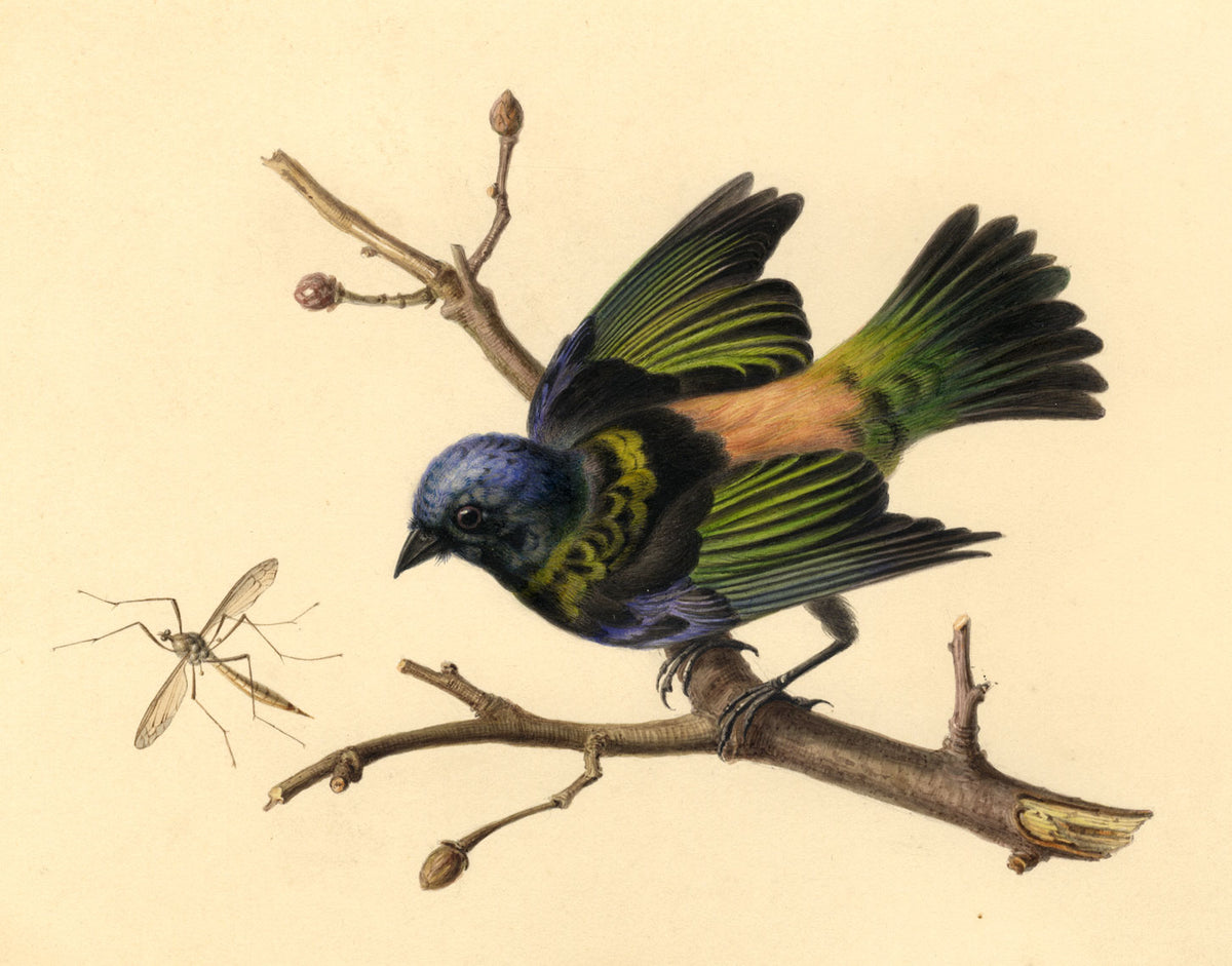 Blue-headed Fantail Bird & Crane Fly – early 19th-century watercolour painting