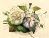 James Holland OWS, Rose & Bindweed Flowers – mid-19th-century watercolour