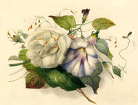 James Holland OWS, Rose & Bindweed Flowers – mid-19th-century watercolour