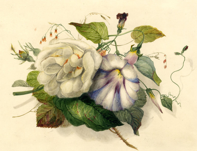 James Holland OWS, Rose & Bindweed Flowers – mid-19th-century watercolour