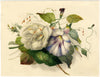 James Holland OWS, Rose & Bindweed Flowers – mid-19th-century watercolour