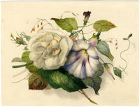James Holland OWS, Rose & Bindweed Flowers – mid-19th-century watercolour