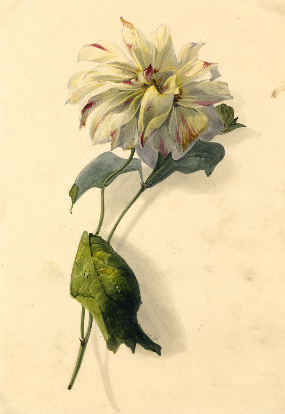 James Holland OWS, Chrysanthemum Flower – mid-19th-century watercolour painting