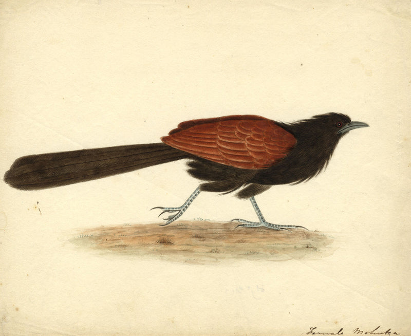 Indian Company School – Indian Greater Coucal Bird – c.1830 watercolour painting