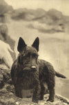 Ethel M. Mallinson, The Artist's Dog – Mid-20th-century photogravure print