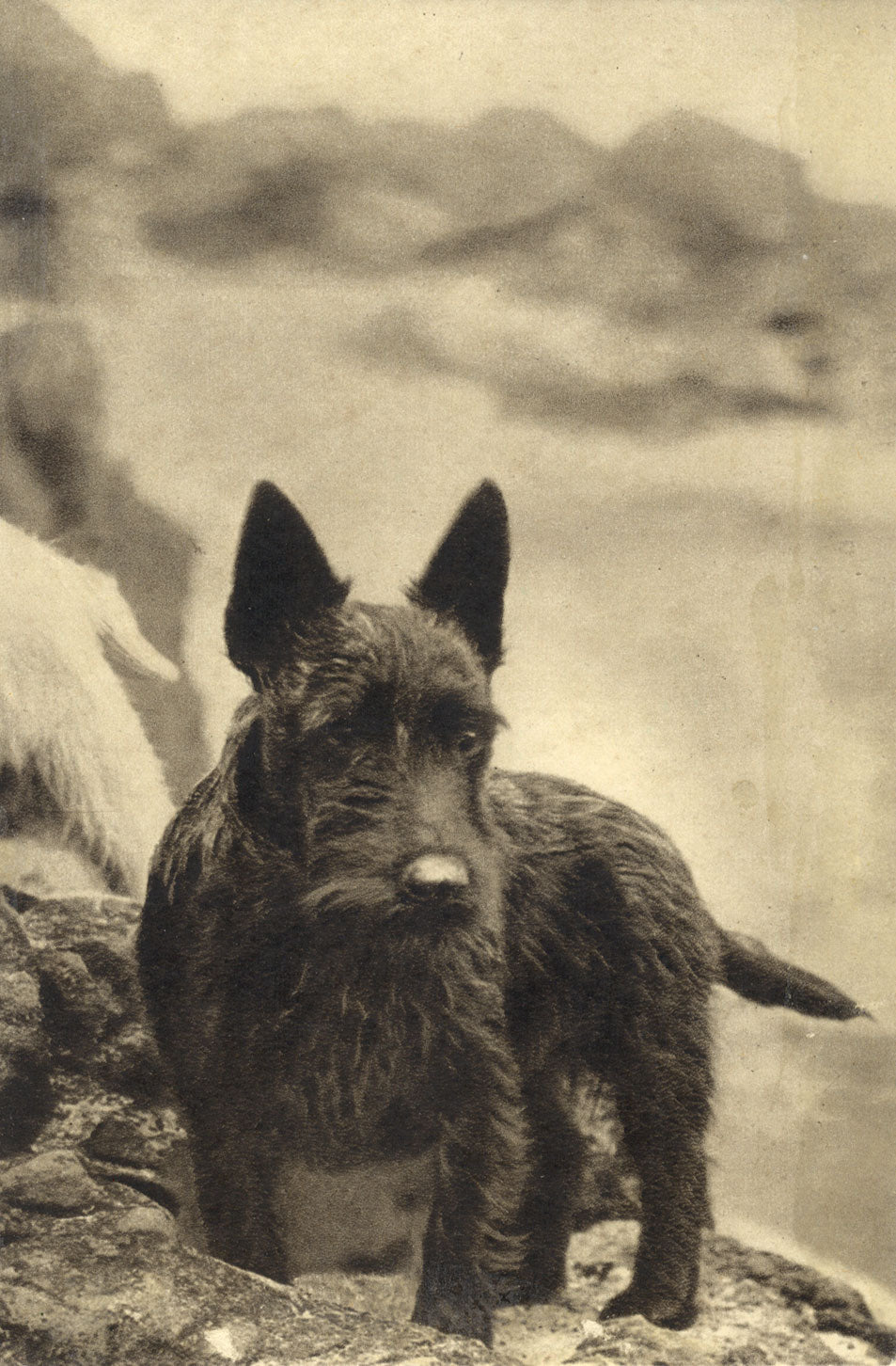 Ethel M. Mallinson, The Artist's Dog – Mid-20th-century photogravure print