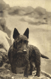 Ethel M. Mallinson, The Artist's Dog – Mid-20th-century photogravure print