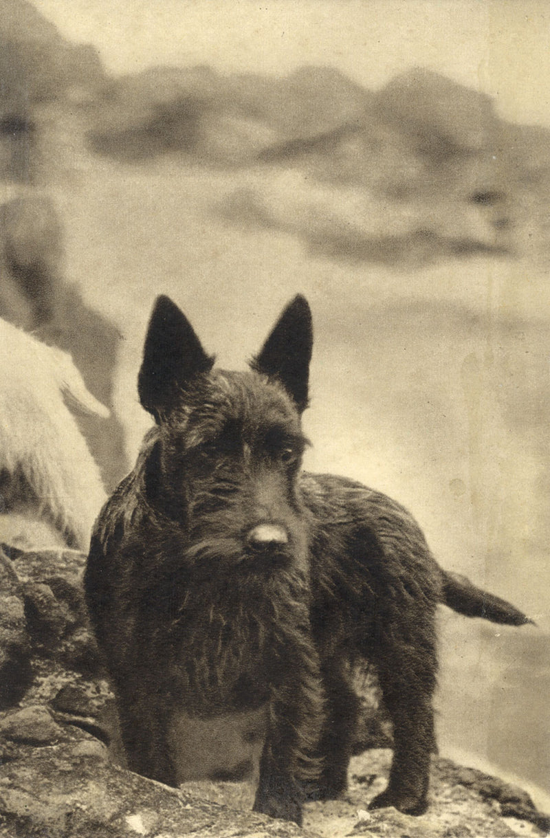 Ethel M. Mallinson, The Artist's Dog – Mid-20th-century photogravure print
