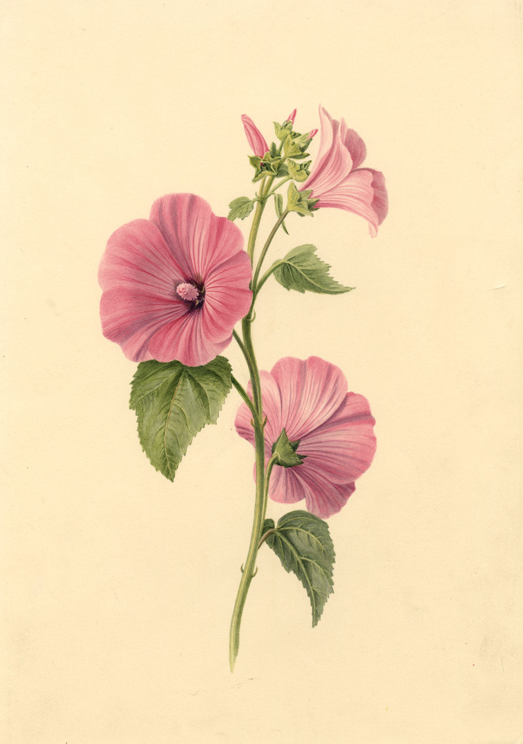 S. Twopenny, Pink Lavatera Mallow Flower – Original 1839 watercolour painting