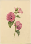 S. Twopenny, Flor de malva rosa lavatera – Acuarela original de 1839