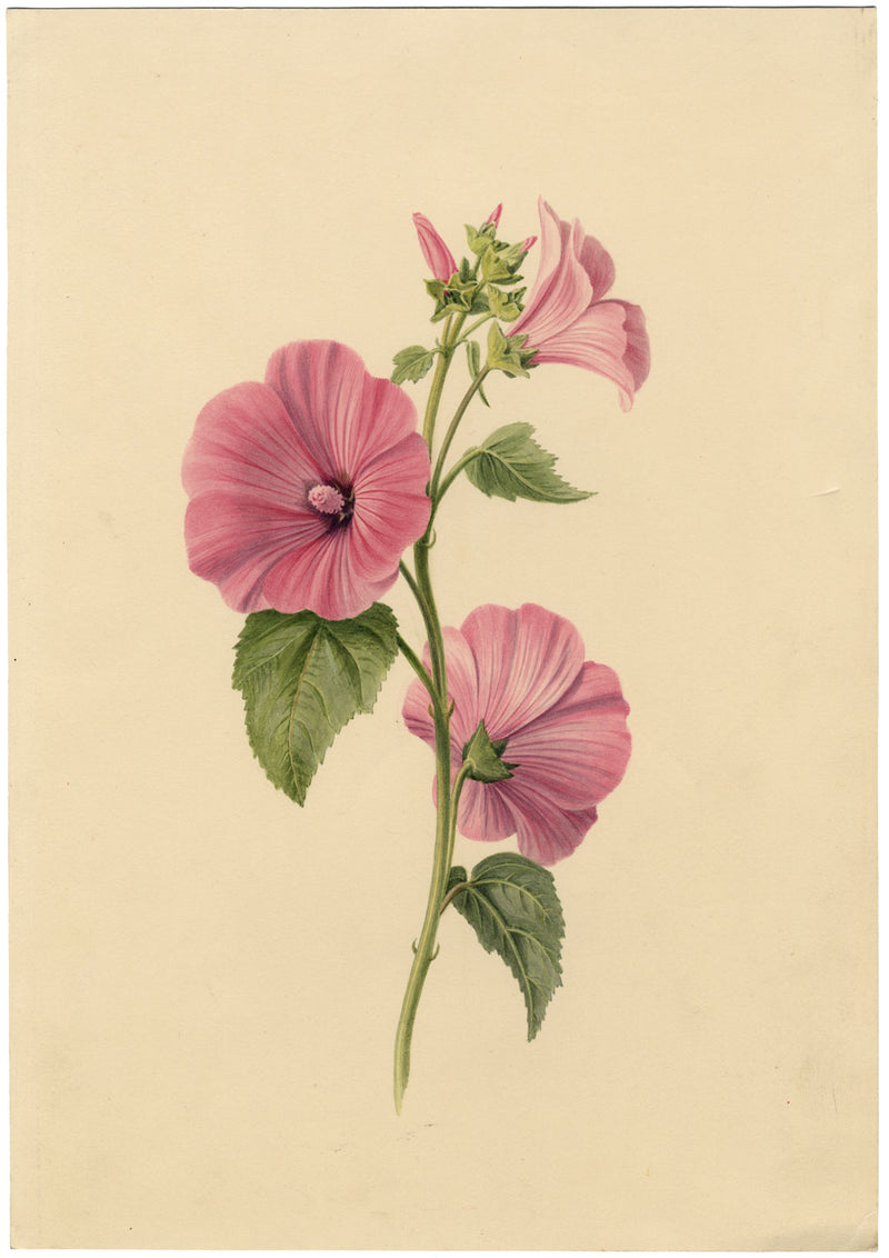 S. Twopenny, Flor de malva rosa lavatera – Acuarela original de 1839