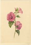 S. Twopenny, Flor de malva rosa lavatera – Acuarela original de 1839