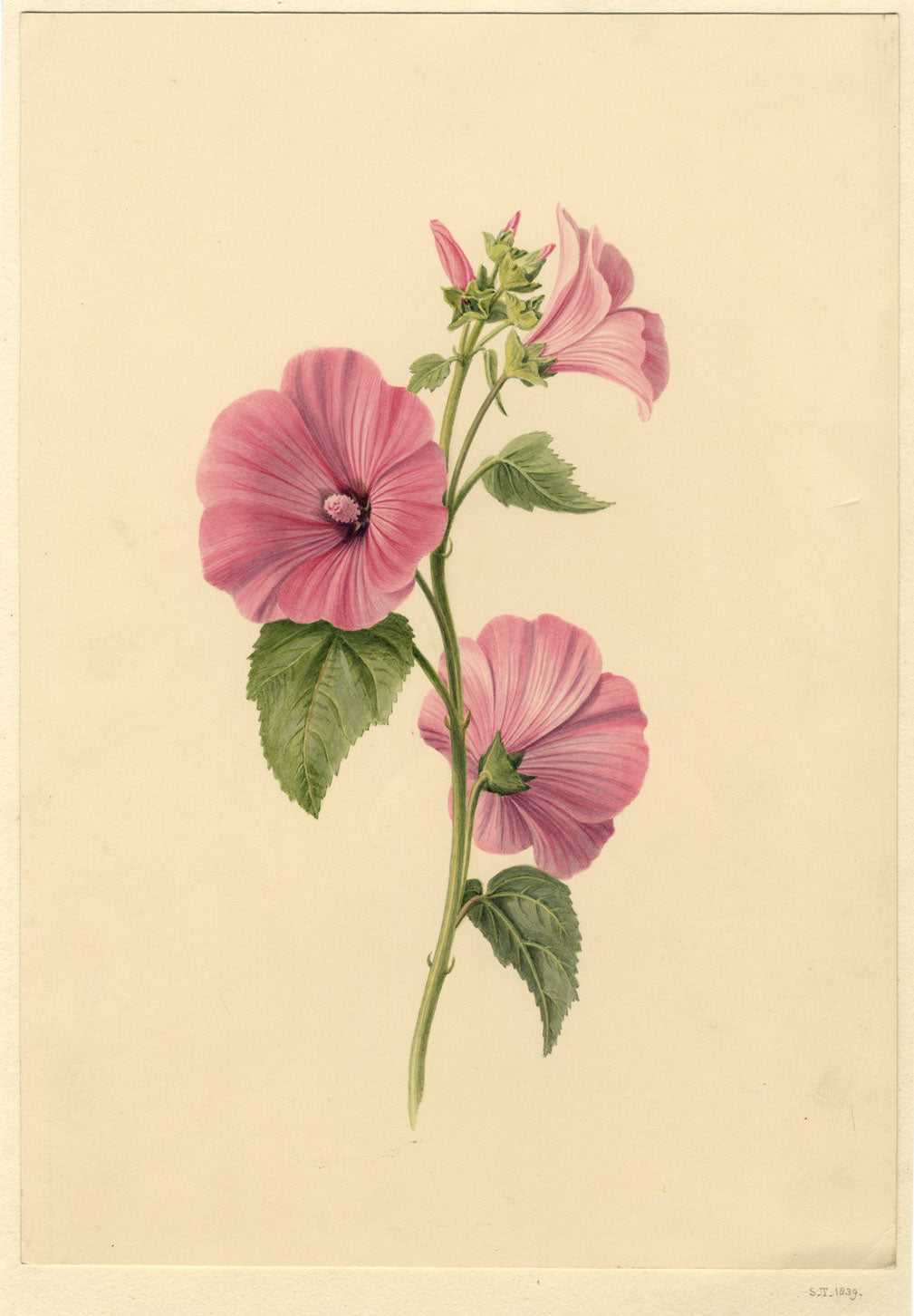 S. Twopenny, Flor de malva rosa lavatera – Acuarela original de 1839