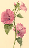 S. Twopenny, Flor de malva rosa lavatera – Acuarela original de 1839