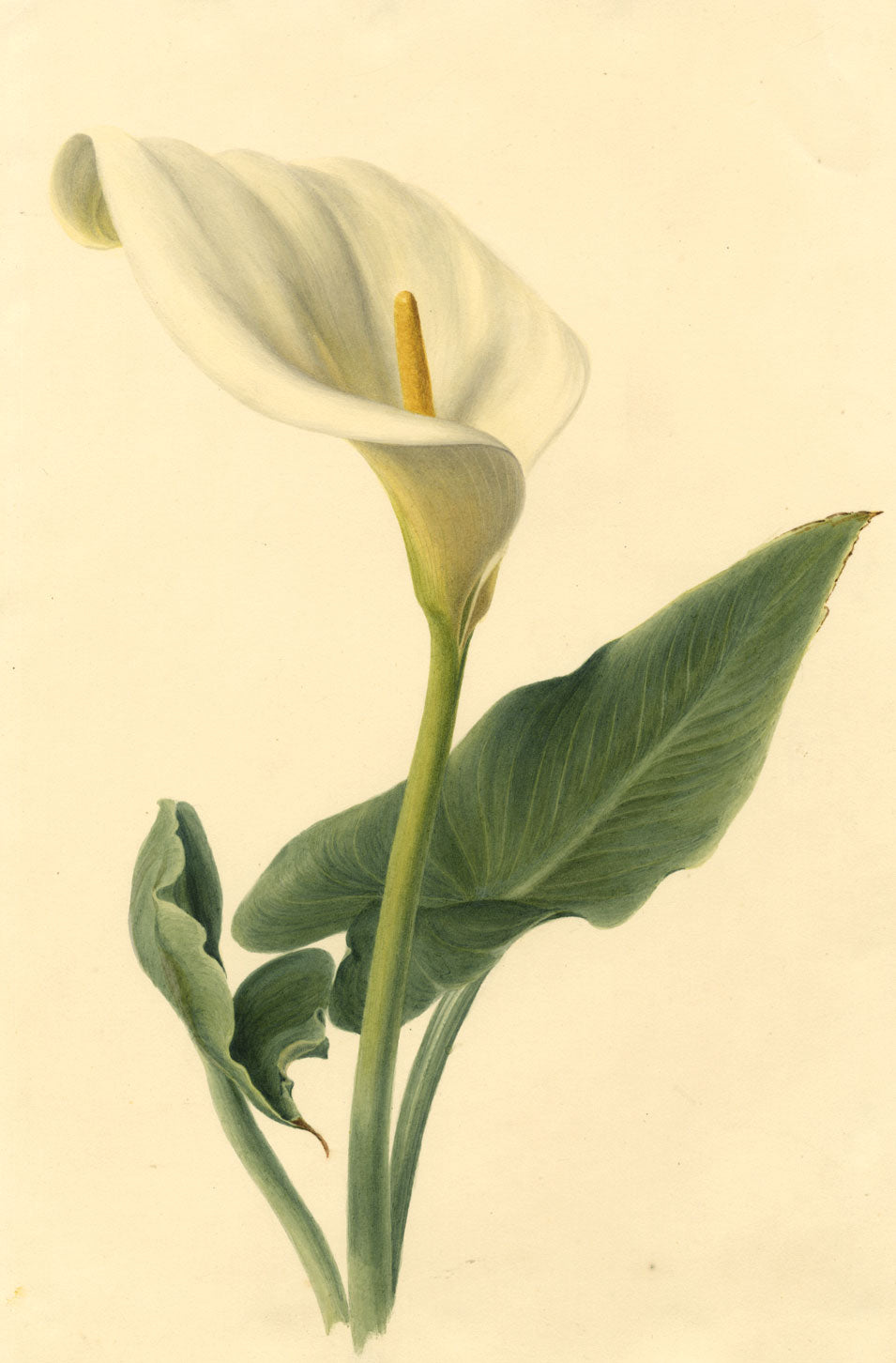 S. Twopenny, White Arum Lily Flower – Original 1832 watercolour painting