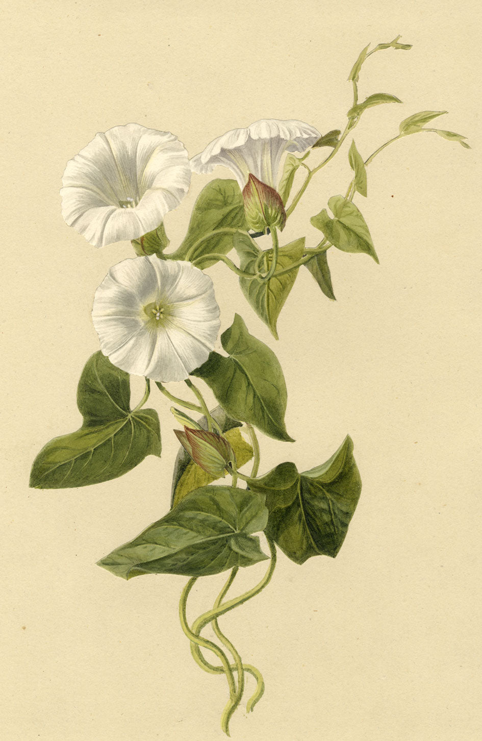 S. Twopenny, White Hedge Bindweed Flowers – Original 1842 watercolour painting