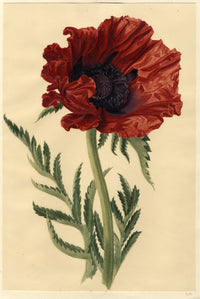 S. Twopenny, Giant Papaver Oriental Poppy Flower – c.1830s watercolour painting