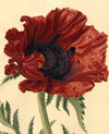 S. Twopenny, Giant Papaver Oriental Poppy Flower – c.1830s watercolour painting