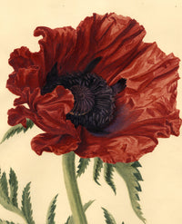 S. Twopenny, Giant Papaver Oriental Poppy Flower – c.1830s watercolour painting