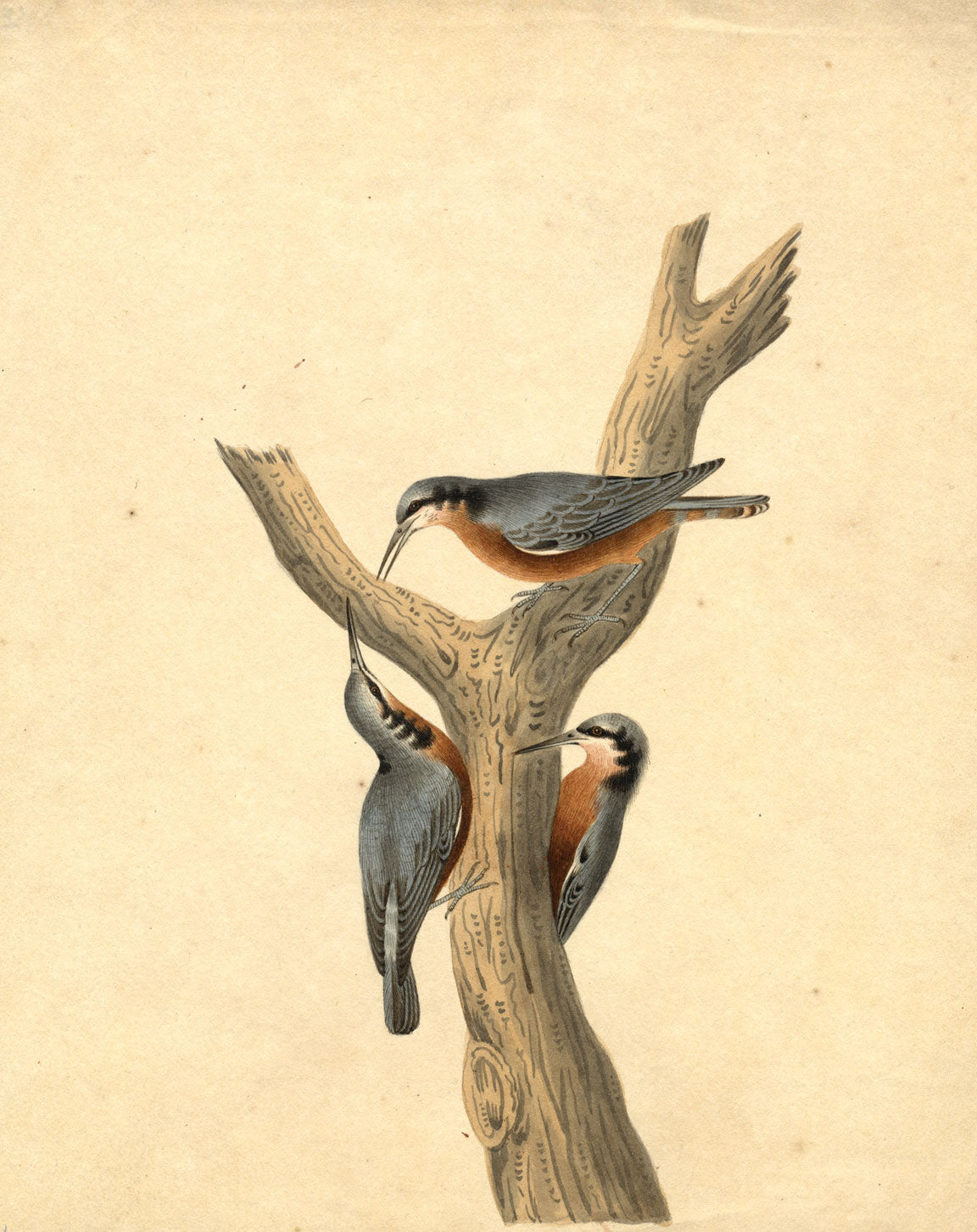Indian Company School – Trio of Indian Treecreeper Birds – c.1830 watercolour