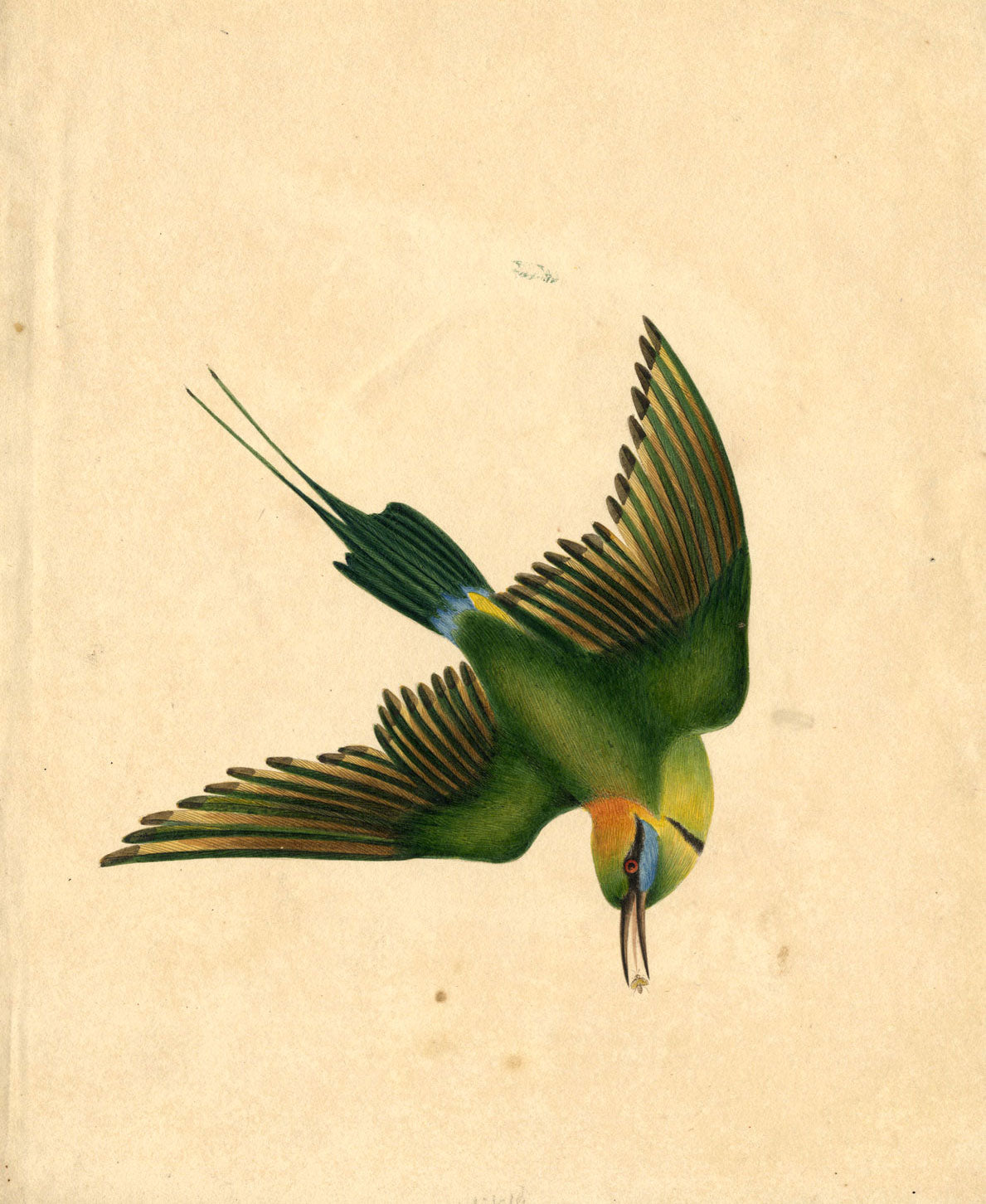 Indian Company School – Indian Green Bee-eater Bird – c.1830 watercolour